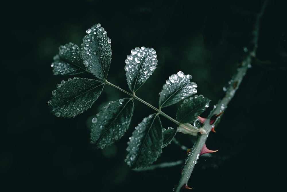 une feuille avec des gouttes d’eau dessus