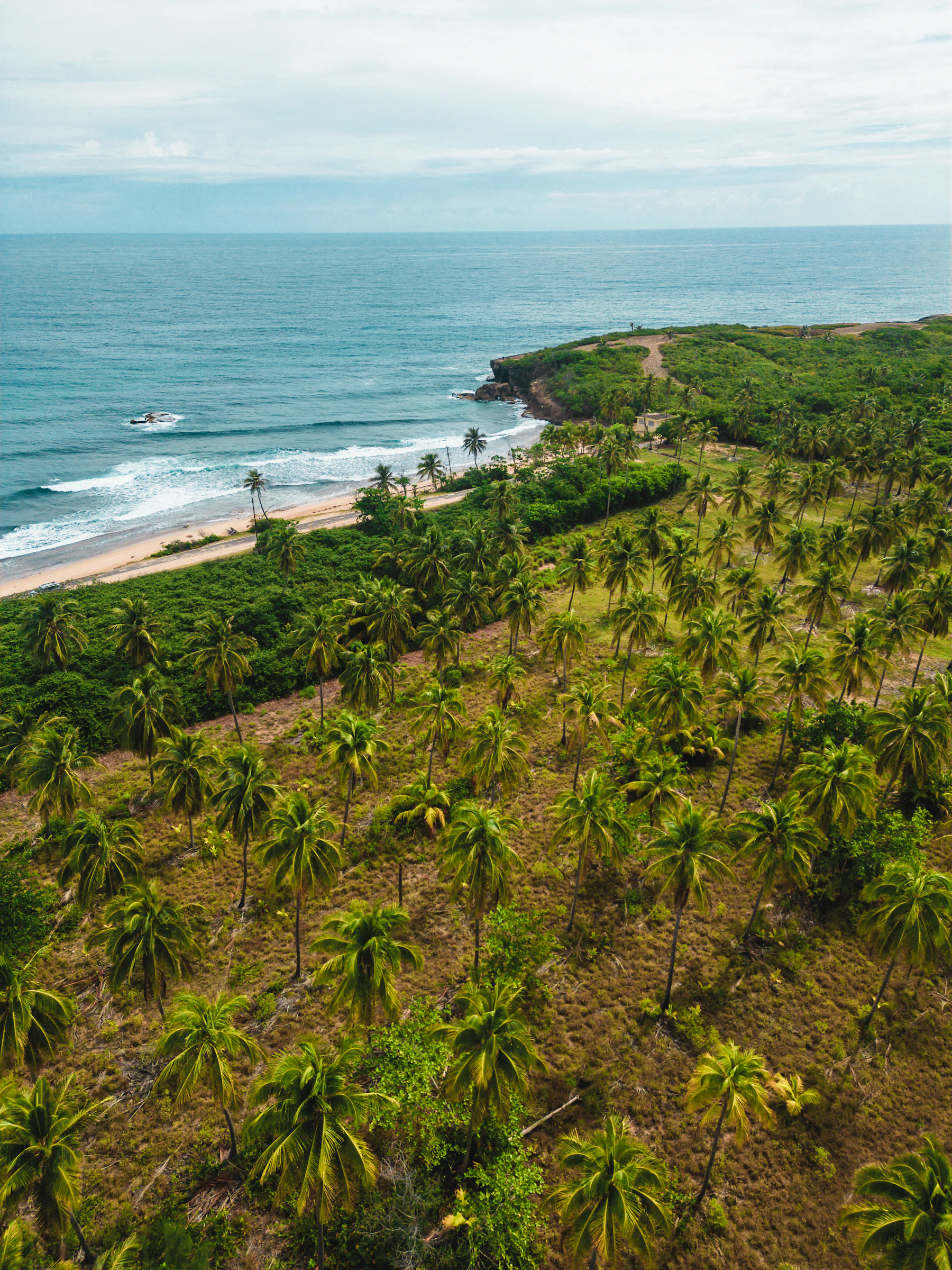Costa y palmeras en Isabela, Puerto Rico