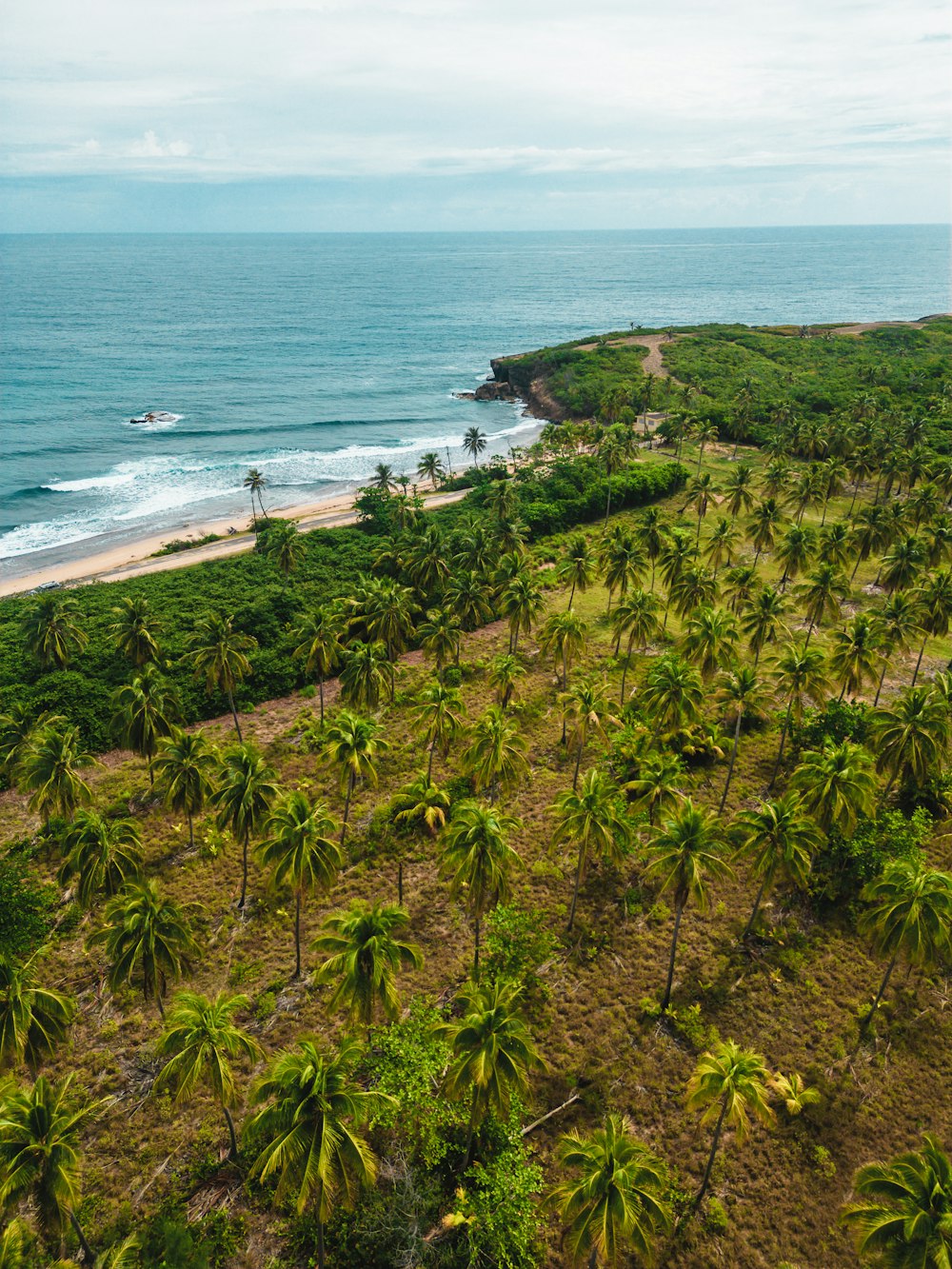 an aerial view of a beach and palm trees