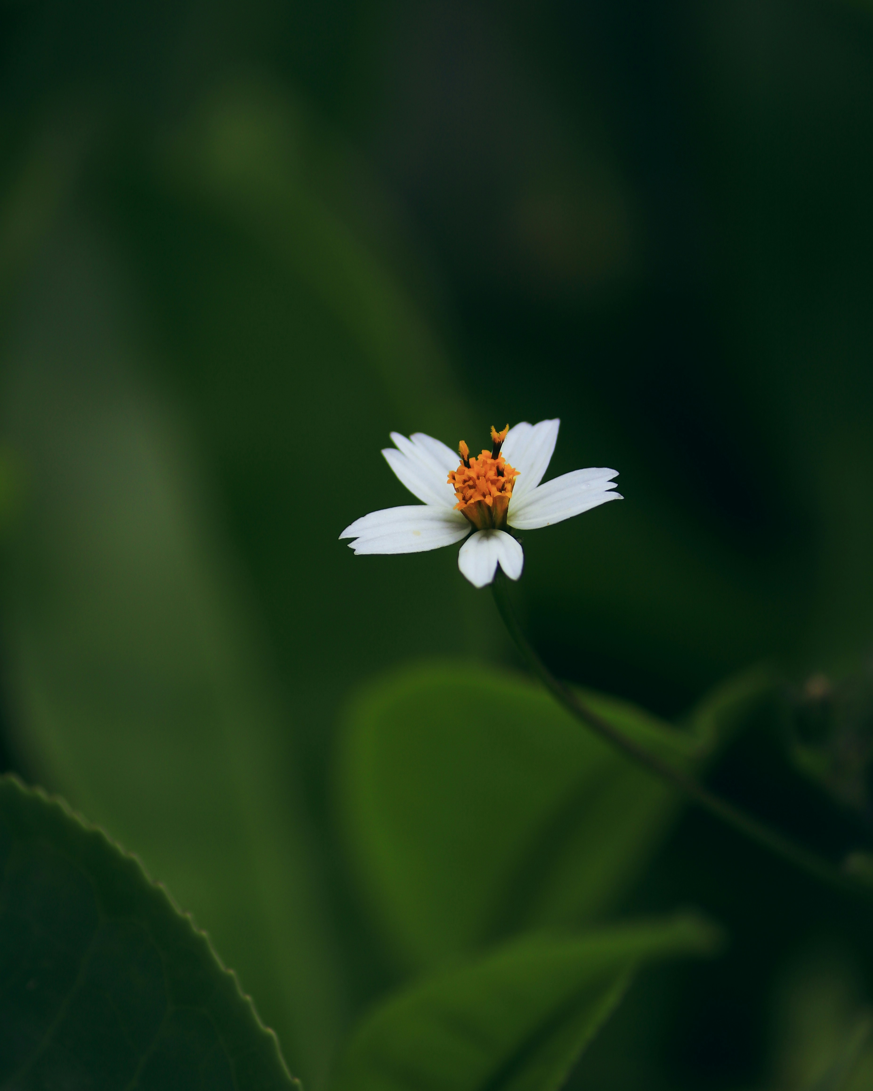 Une petite fleur blanche avec un centre jaune photo – Photo Plante ...