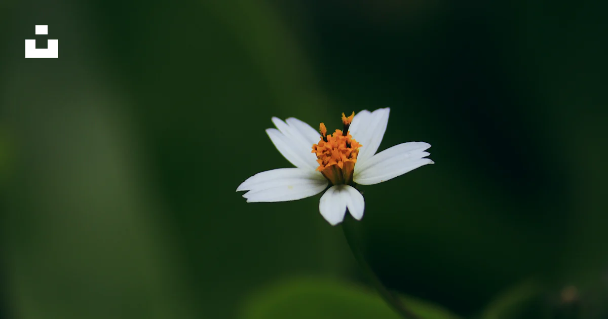 Une petite fleur blanche avec un centre jaune photo – Photo Plante ...