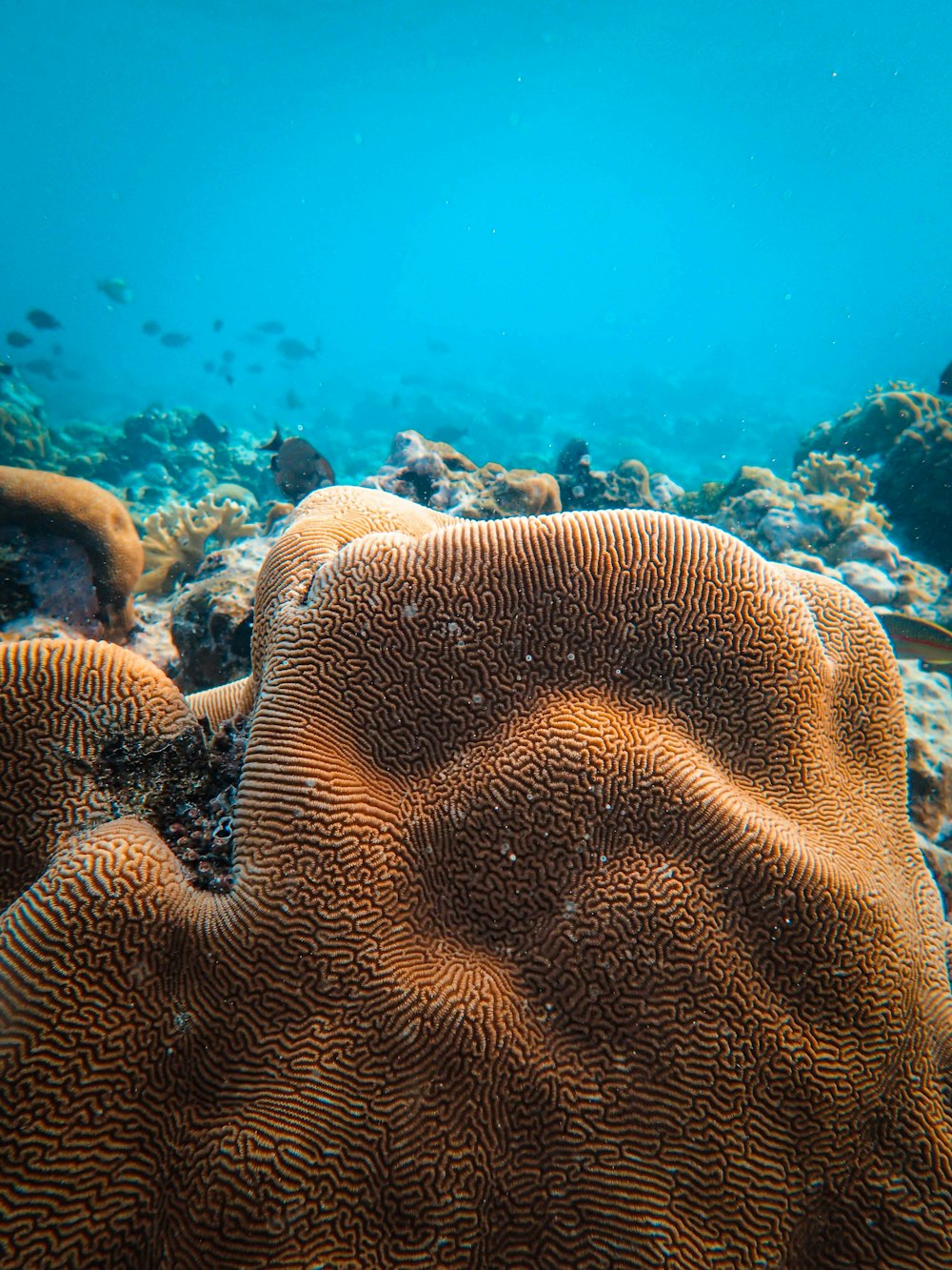 an underwater view of a coral reef in the ocean