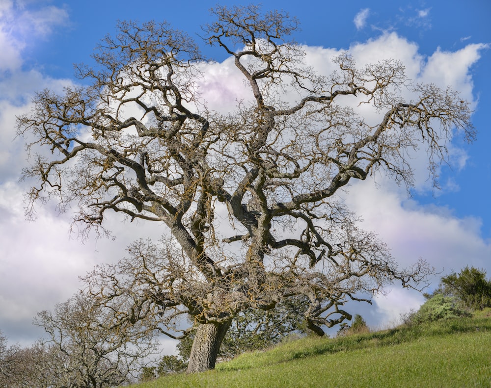 a large tree with no leaves on a hill