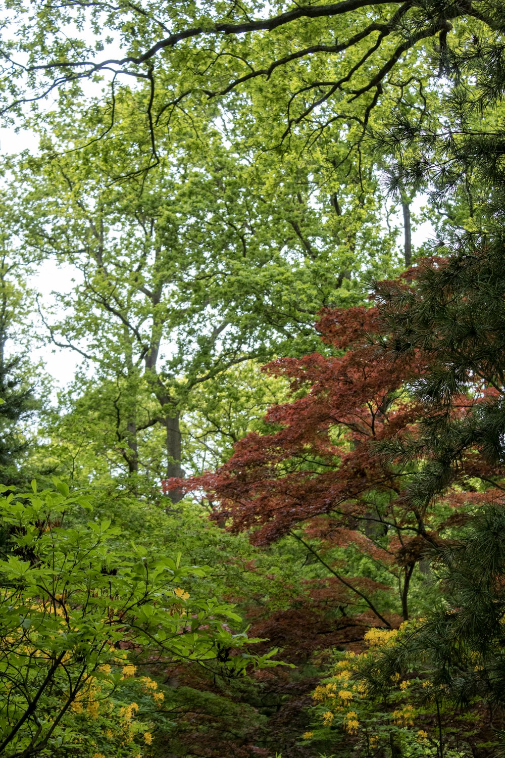 a bench sitting in the middle of a forest