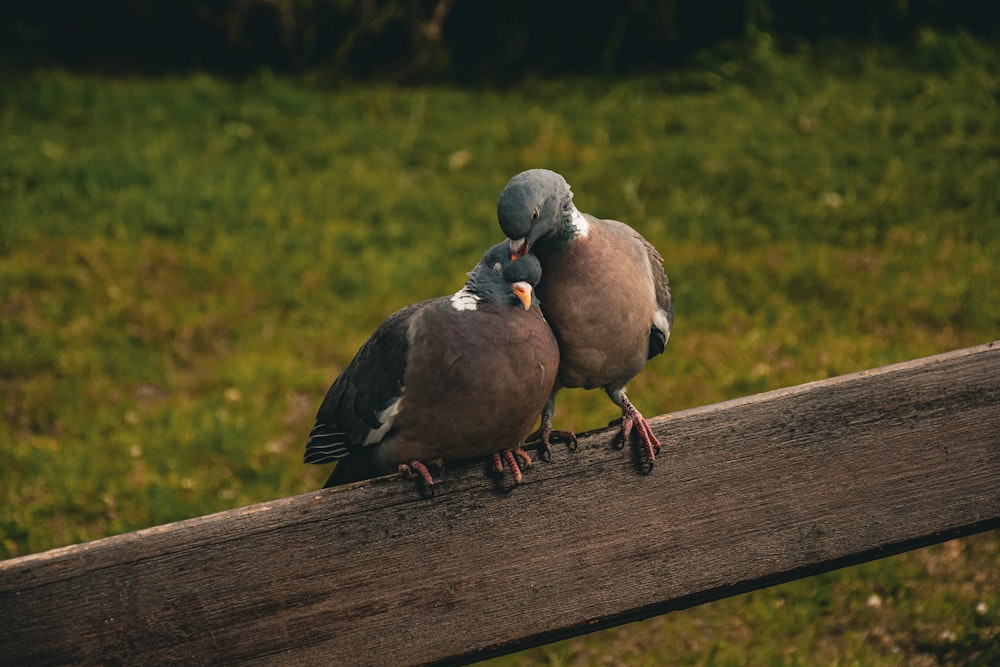 a couple of birds sitting on top of a wooden fence