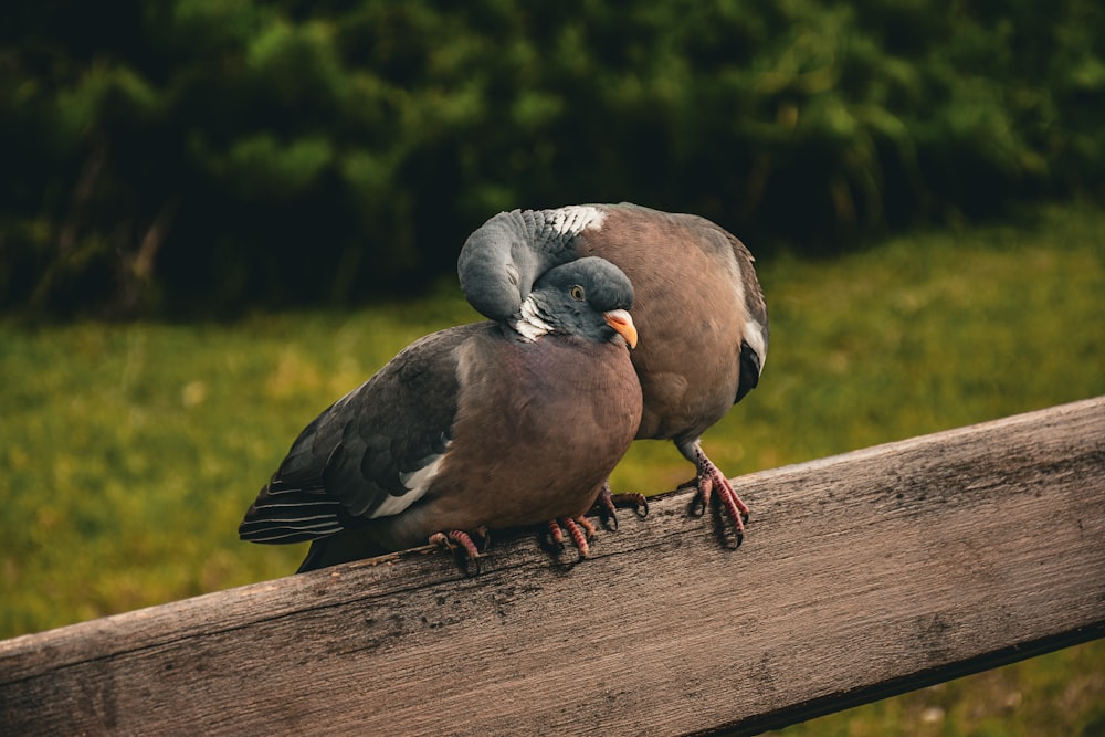 a couple of birds sitting on top of a wooden fence