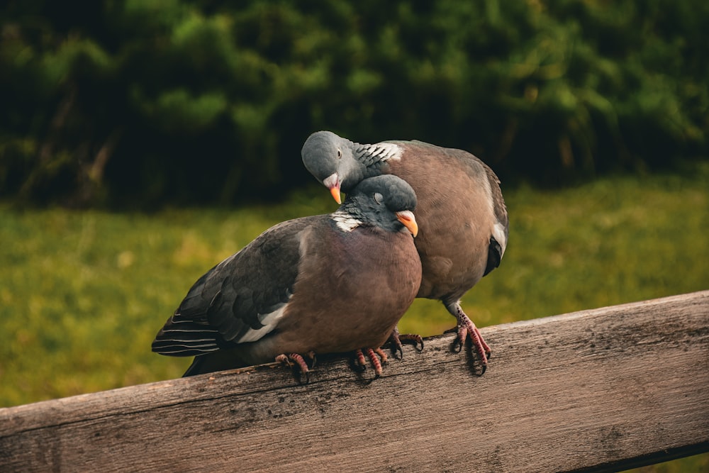 a couple of birds sitting on top of a wooden fence