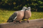 a couple of birds sitting on top of a wooden fence