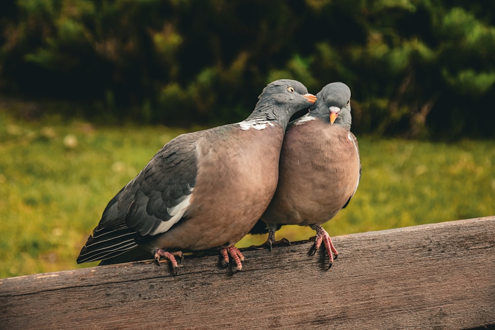 a couple of birds sitting on top of a wooden fence