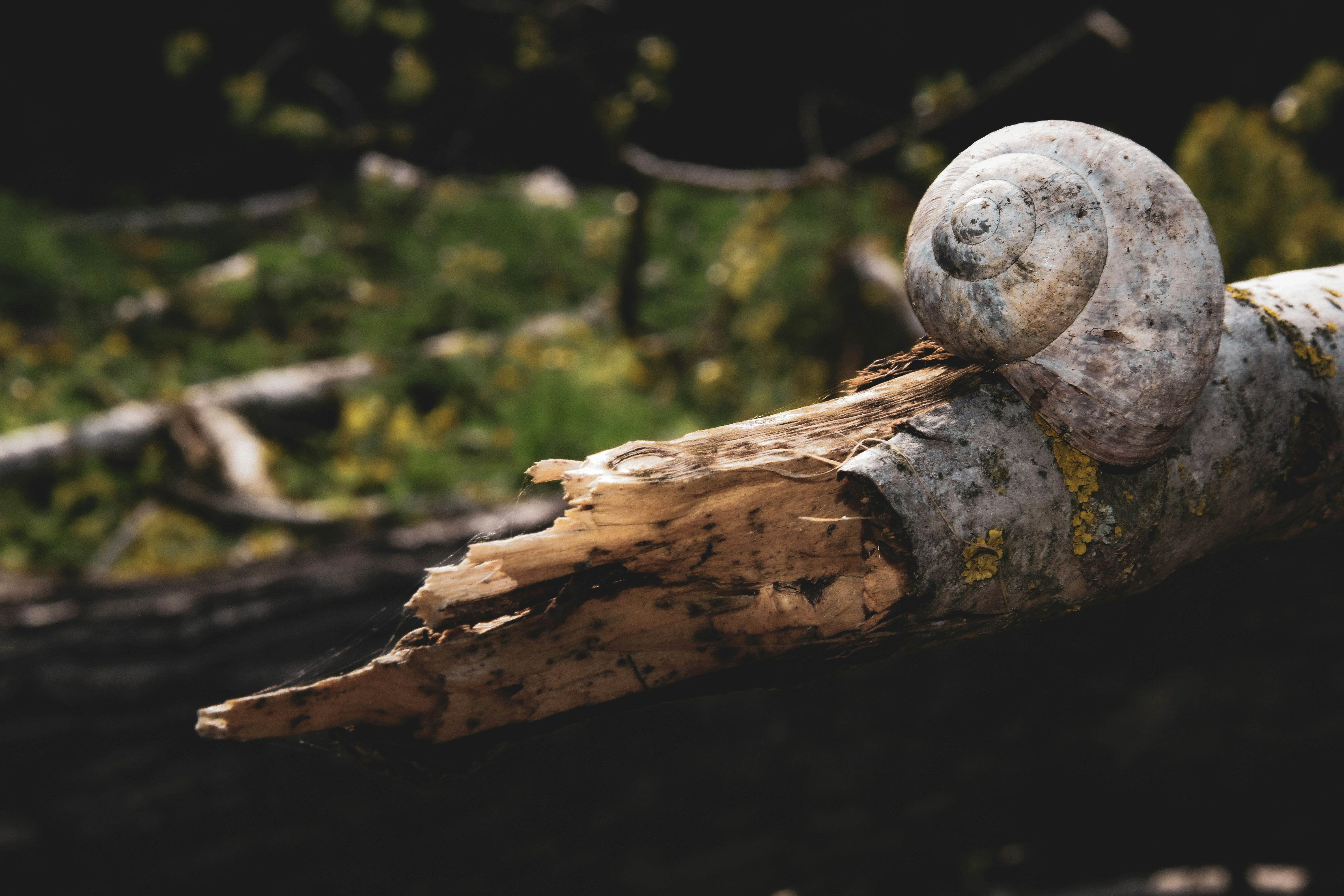 Photo by dominikklos