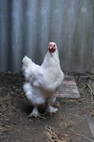 A white chicken standing on the ground against a corrugated metal wall. The chicken has a red comb and is surrounded by patches of bare earth and straw.