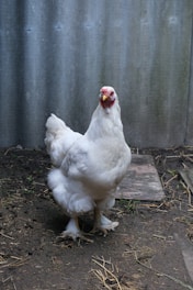 A white chicken standing on the ground against a corrugated metal wall. The chicken has a red comb and is surrounded by patches of bare earth and straw.