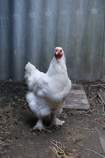 A white chicken standing on the ground against a corrugated metal wall. The chicken has a red comb and is surrounded by patches of bare earth and straw.