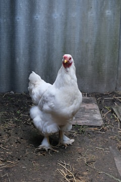 A white chicken standing on the ground against a corrugated metal wall. The chicken has a red comb and is surrounded by patches of bare earth and straw.