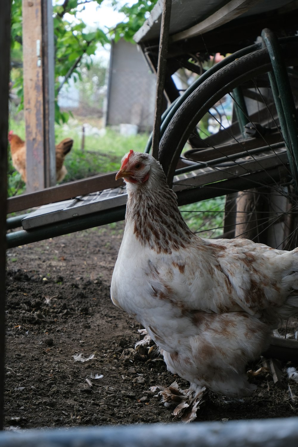 a brown and white chicken standing next to a wheel