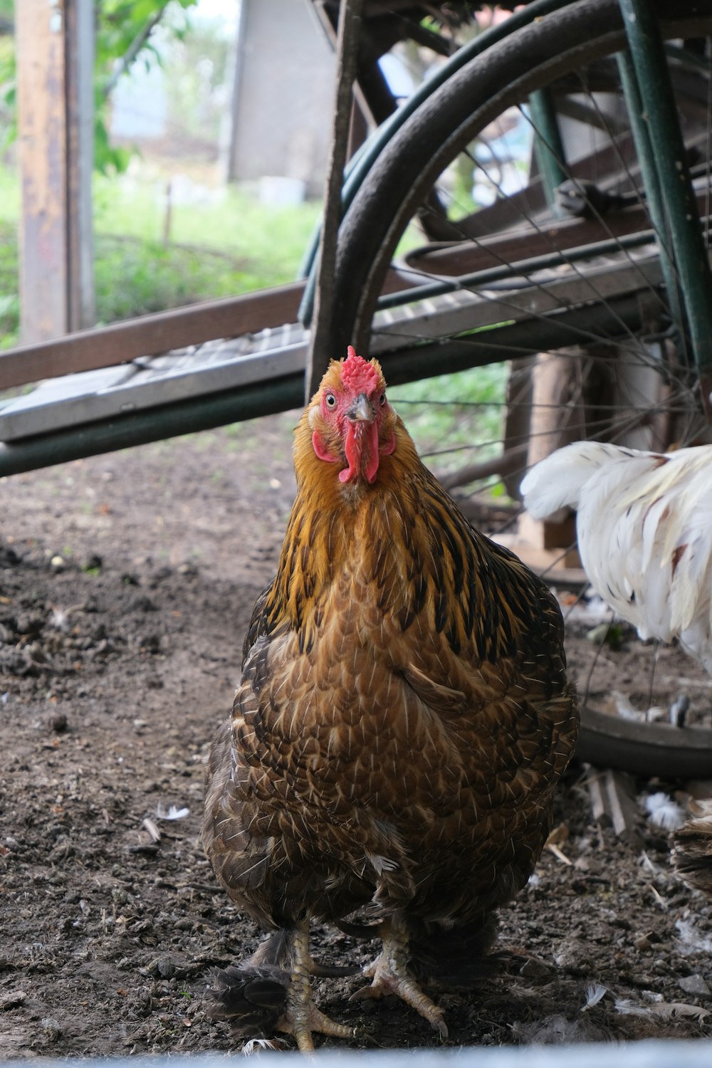 a brown and white chicken standing next to a wheel