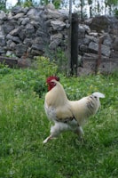 a white and red rooster standing on top of a lush green field