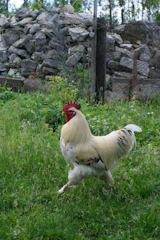 Gamefowl practicing safe jumps between low perches in a grassy training area