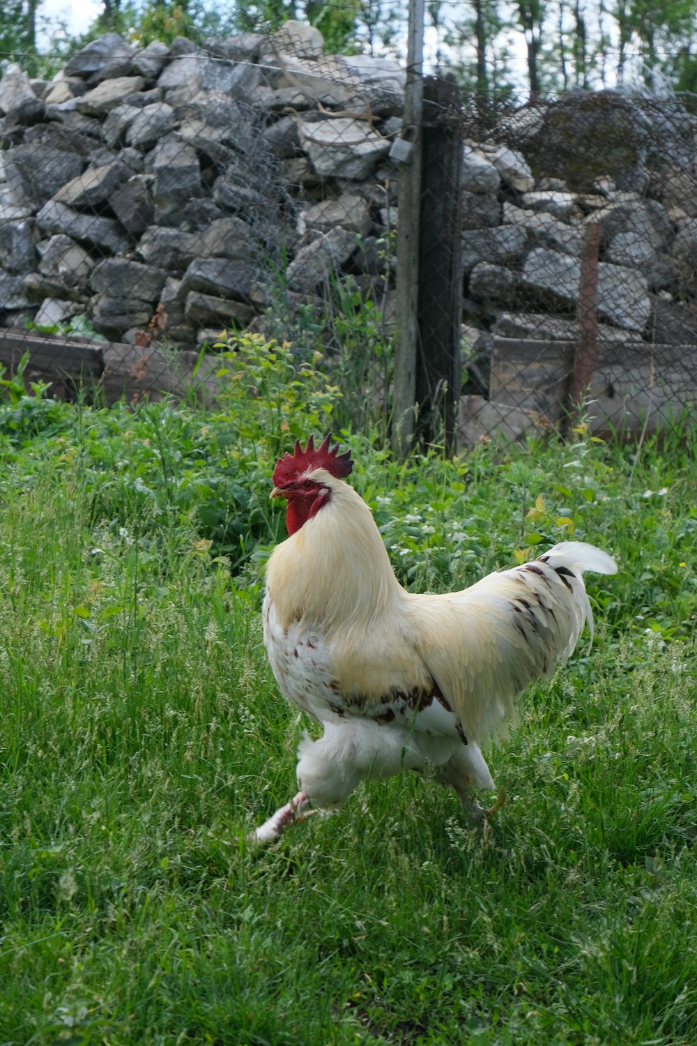 a white and red rooster standing on top of a lush green field