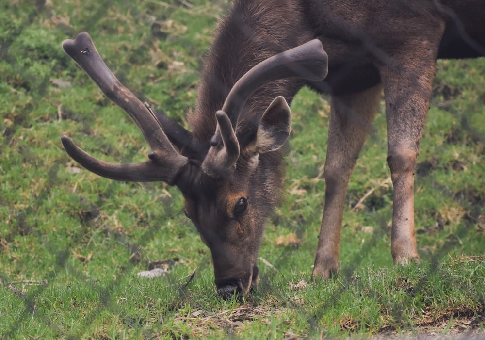 a close up of a animal grazing on grass