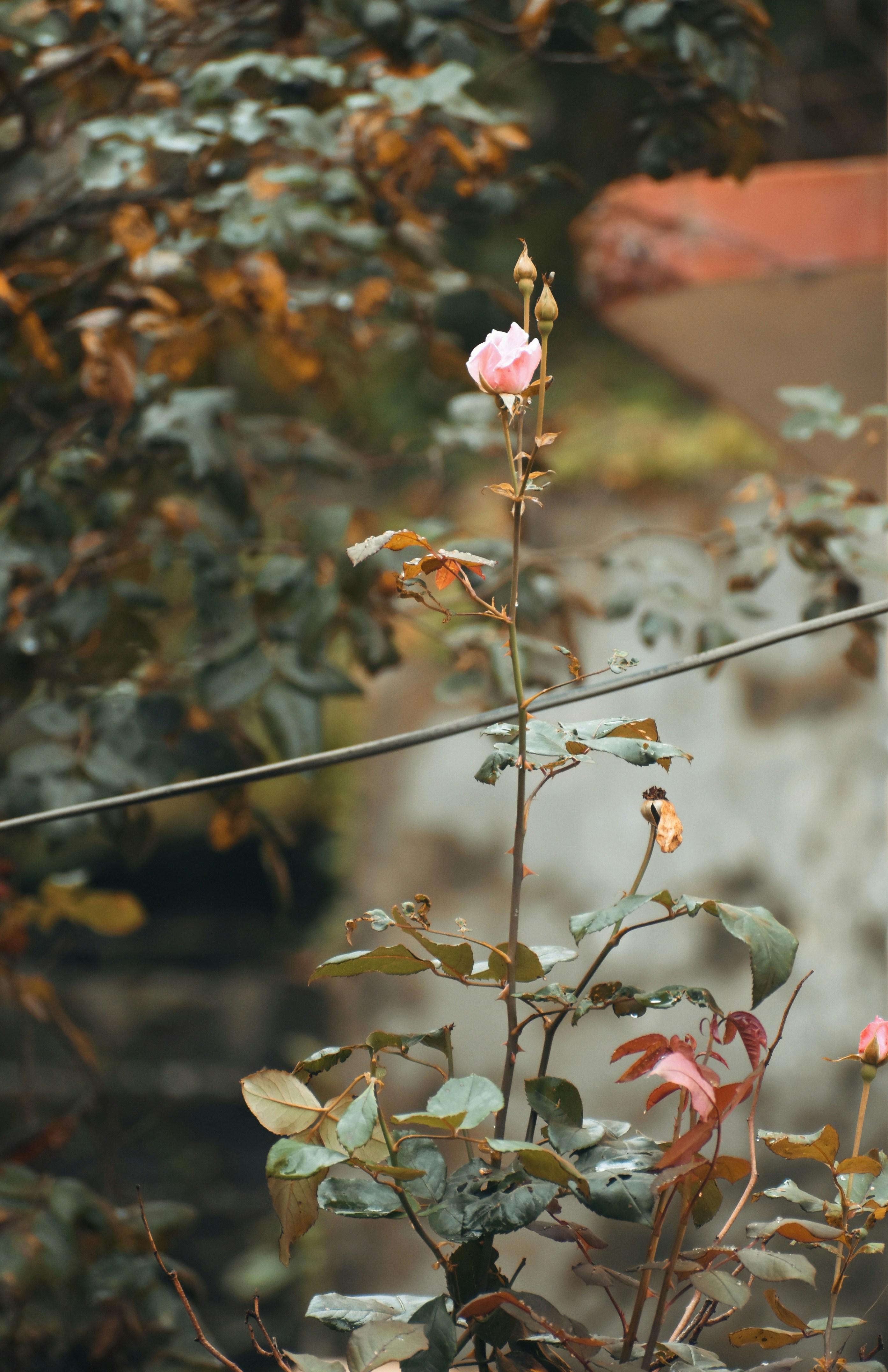 a pink rose is growing in a garden