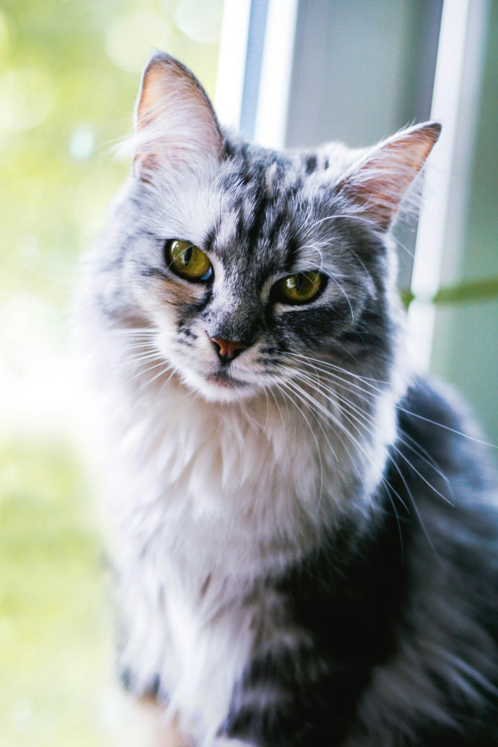 a gray and white cat sitting on top of a window sill
