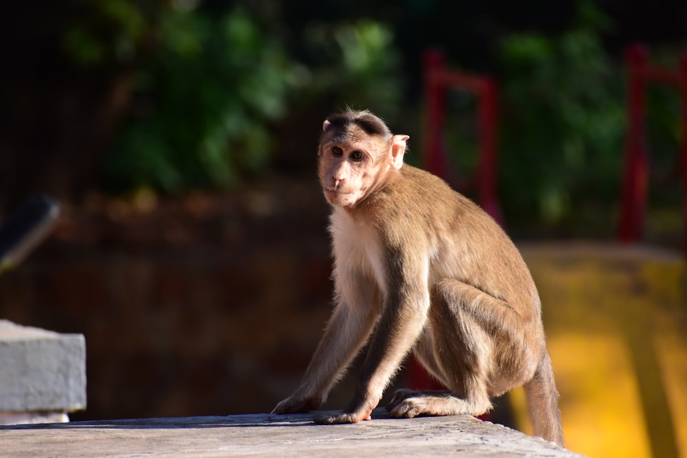 a monkey is sitting on a ledge outside