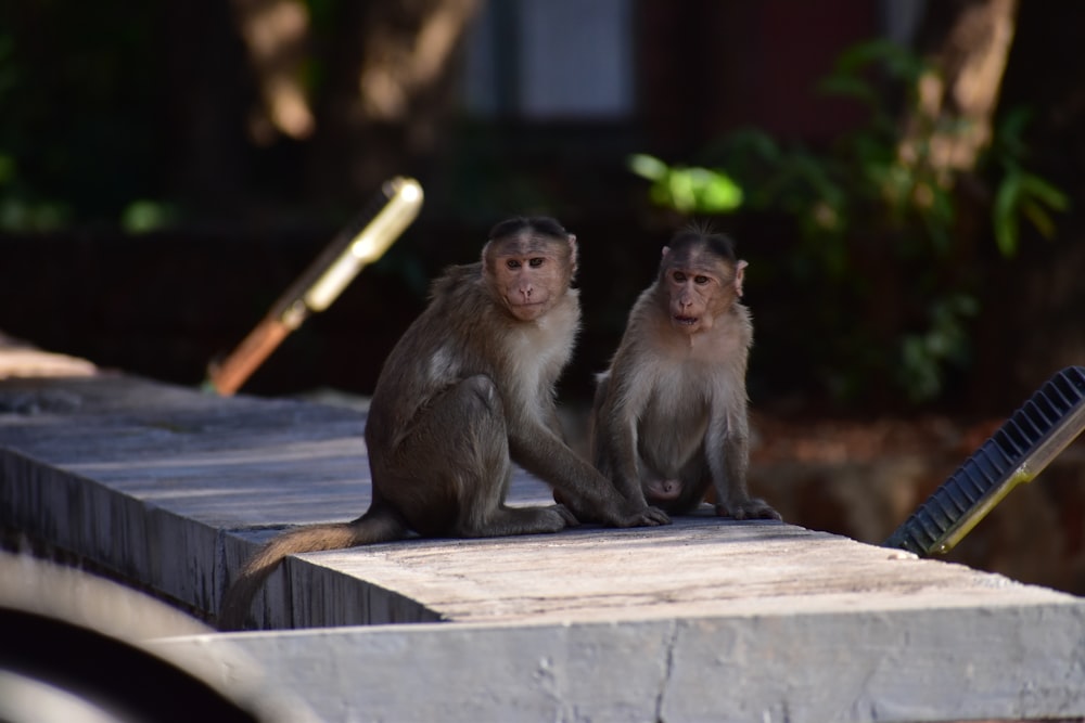 a couple of monkeys sitting on top of a cement slab