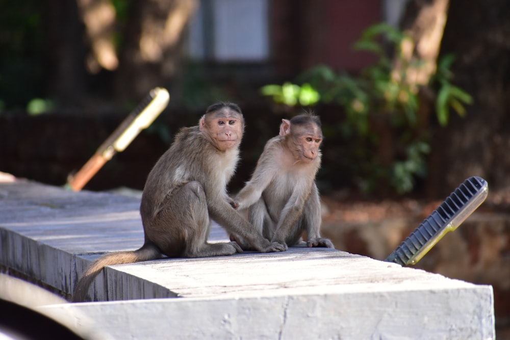 a couple of monkeys sitting on top of a cement slab