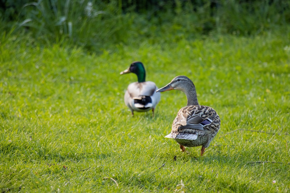 a couple of ducks standing on top of a lush green field