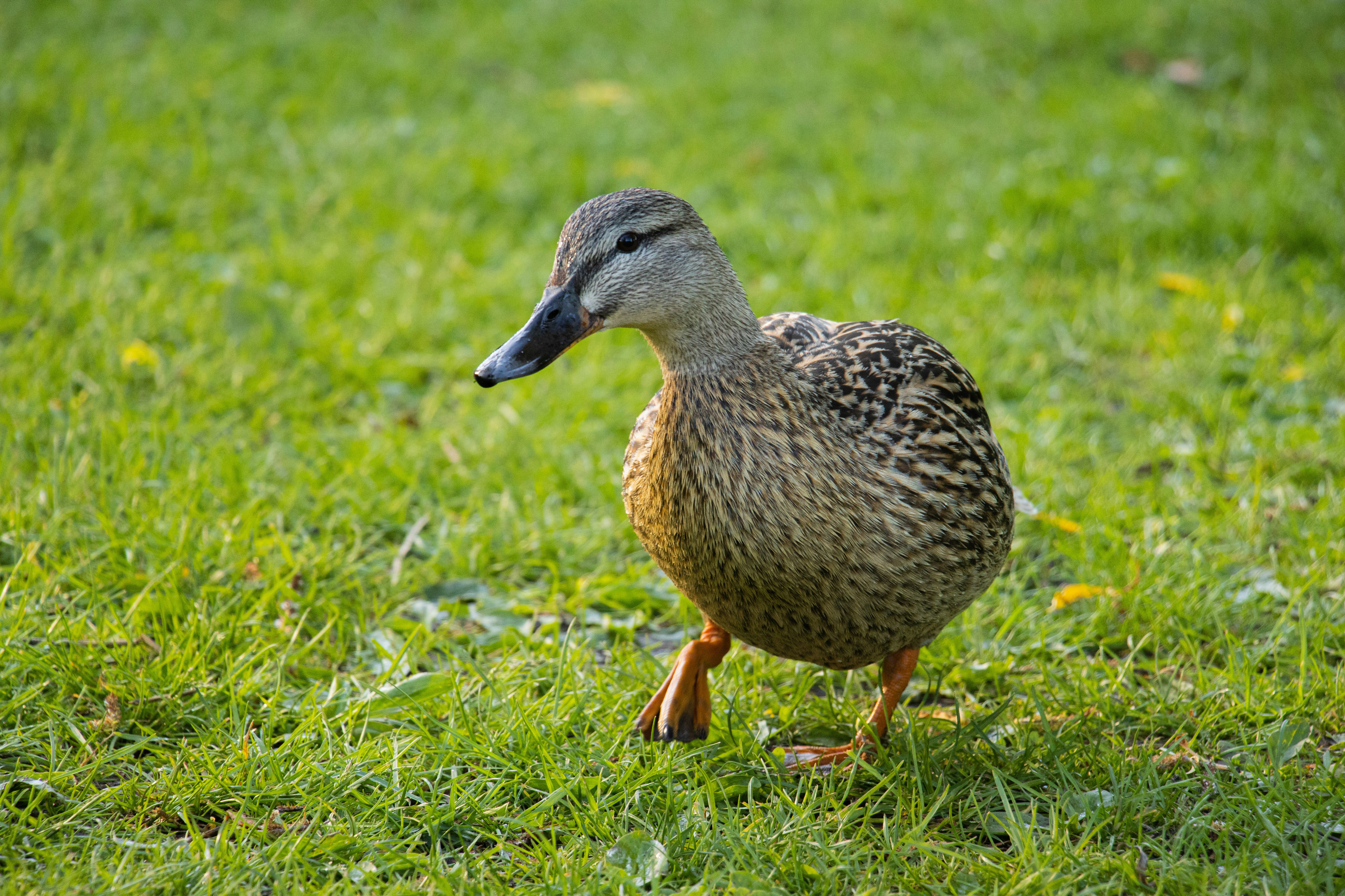 Photo by belkissayin