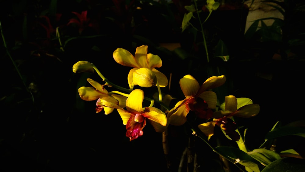a bunch of yellow and red flowers in the dark