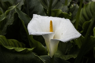 a white flower with water droplets on it