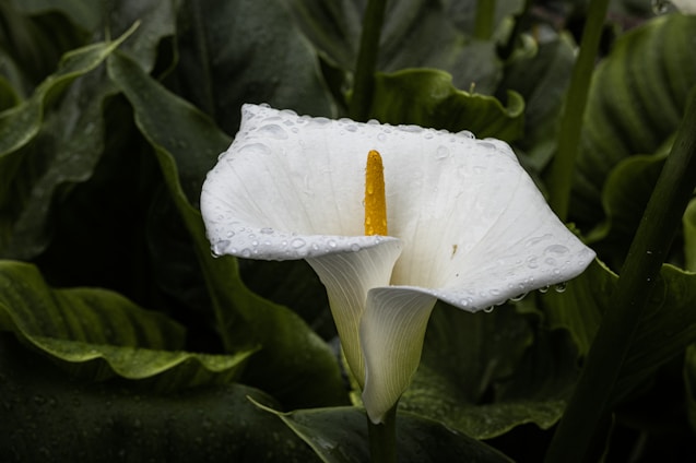 a white flower with water droplets on it