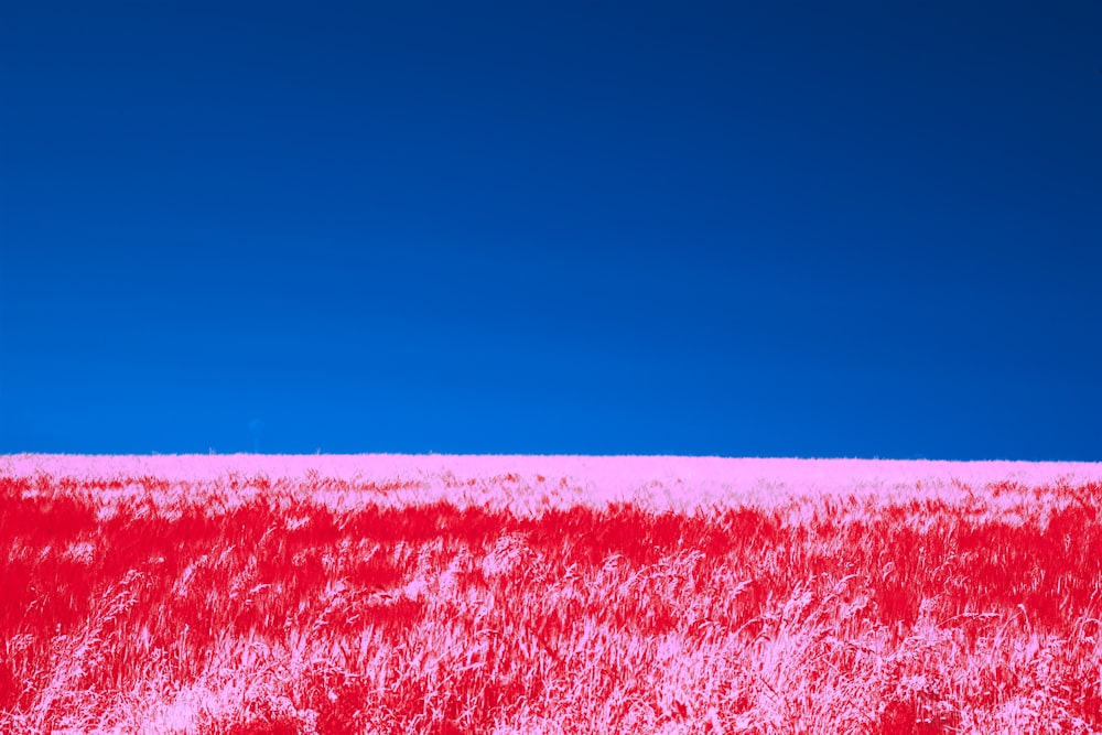 a red field with a blue sky in the background