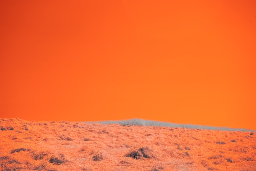 an orange sky with a lone tree in the foreground