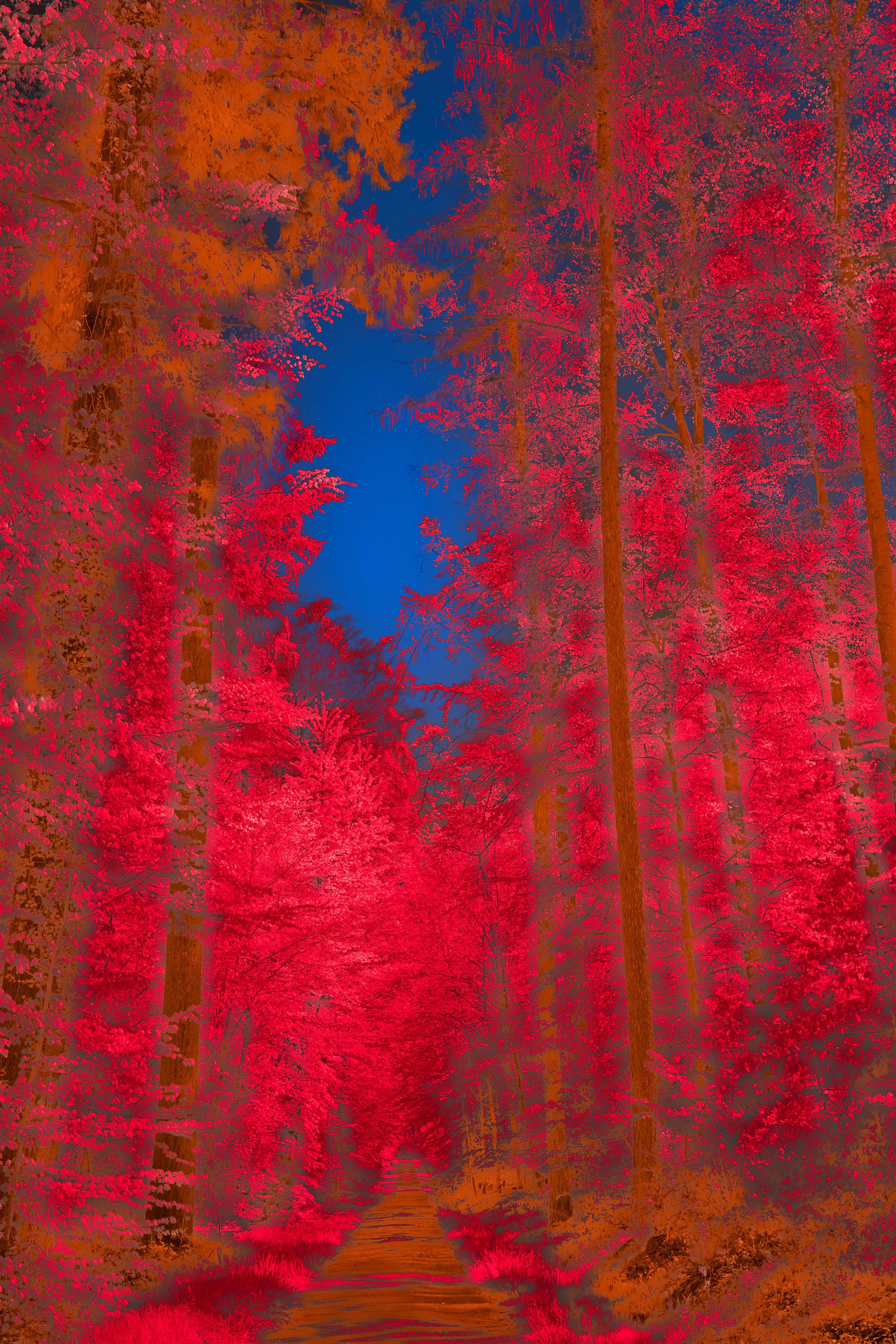 Photo by wolfgang_hasselmann