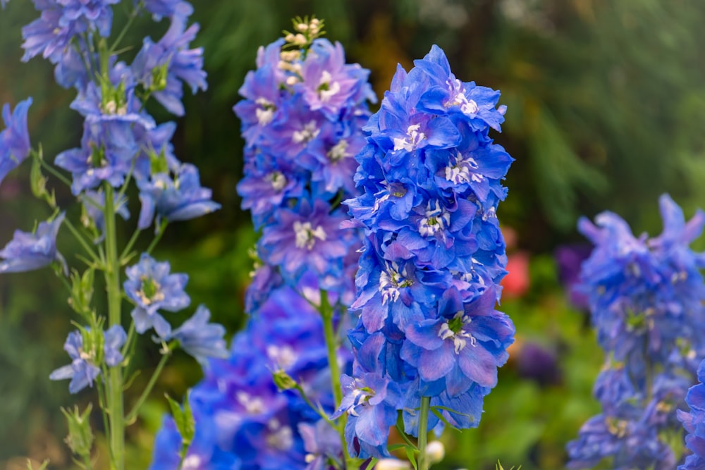 a bunch of blue flowers that are in the grass