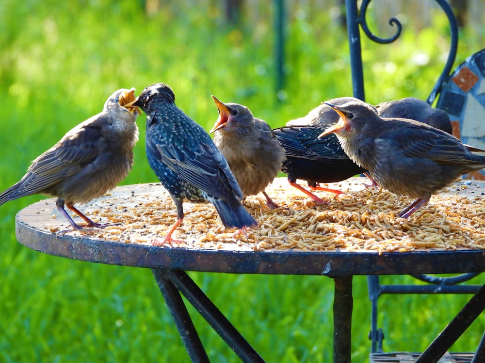 a group of birds sitting on top of a bird feeder