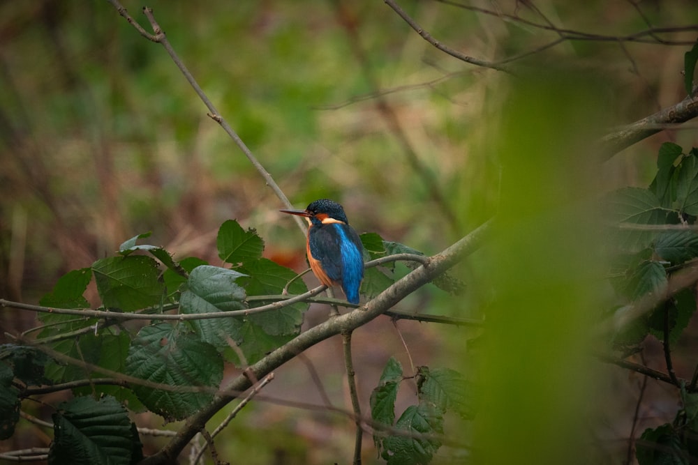 a small blue and orange bird sitting on a tree branch