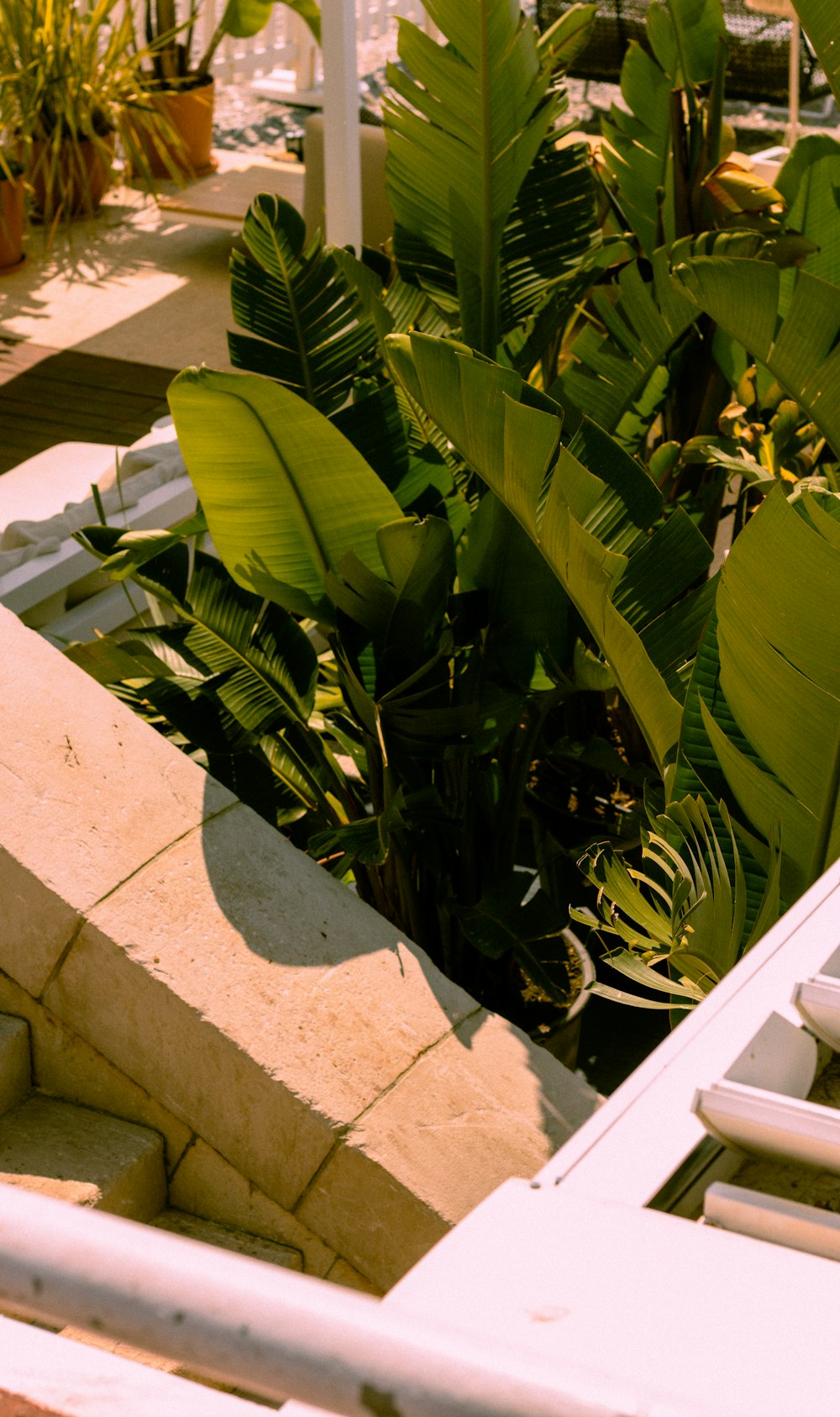 a white bench sitting next to a lush green plant