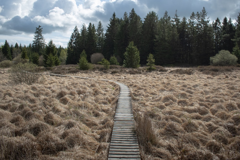 a wooden path in a field with trees in the background