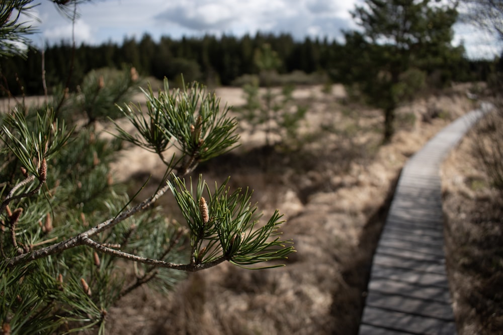 a wooden path through a forest with pine trees