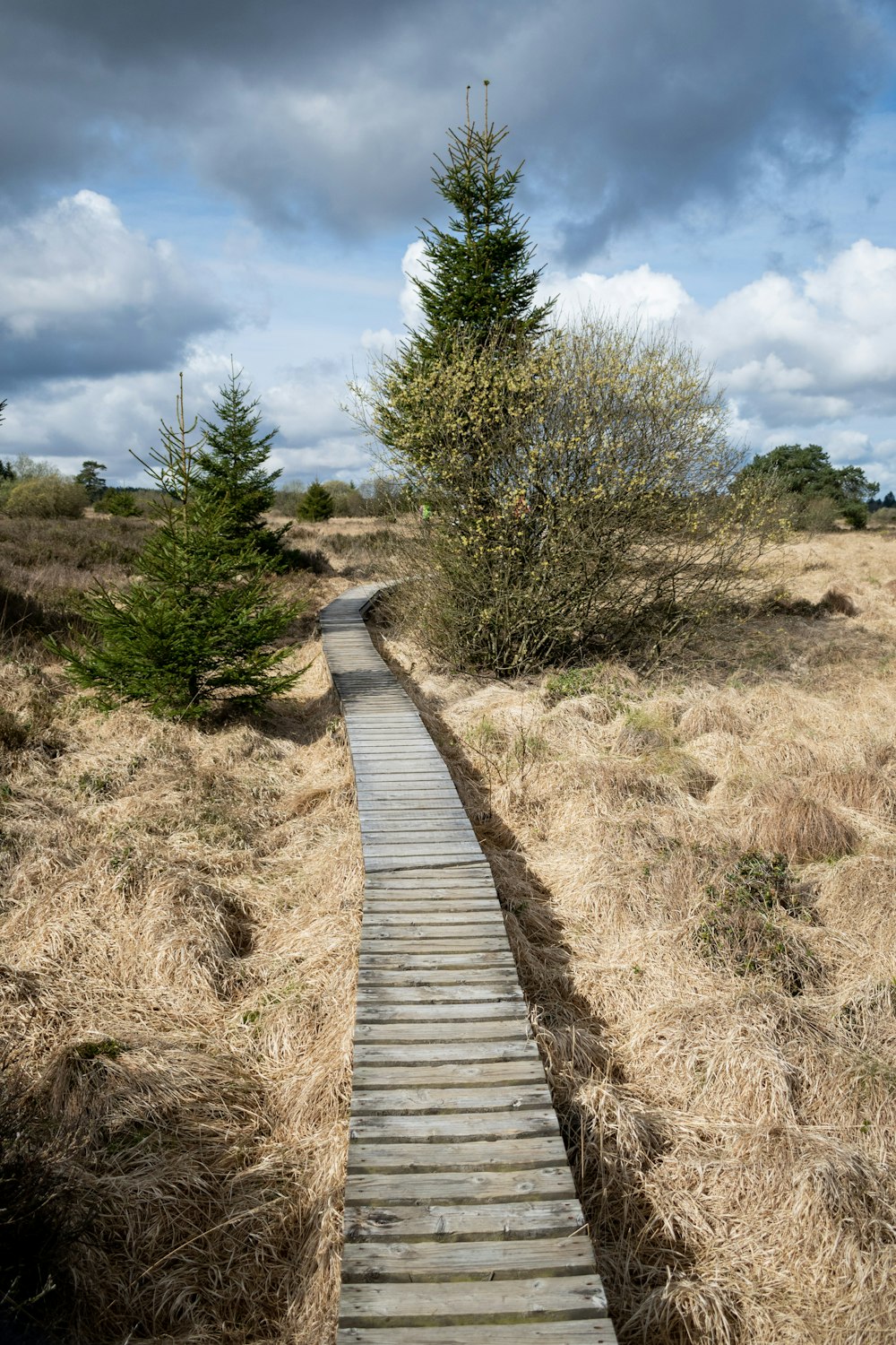 a wooden walkway in the middle of a field