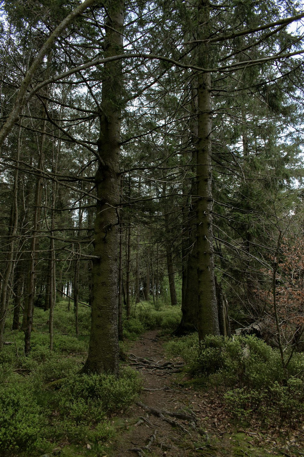 a path in the middle of a forest with lots of trees