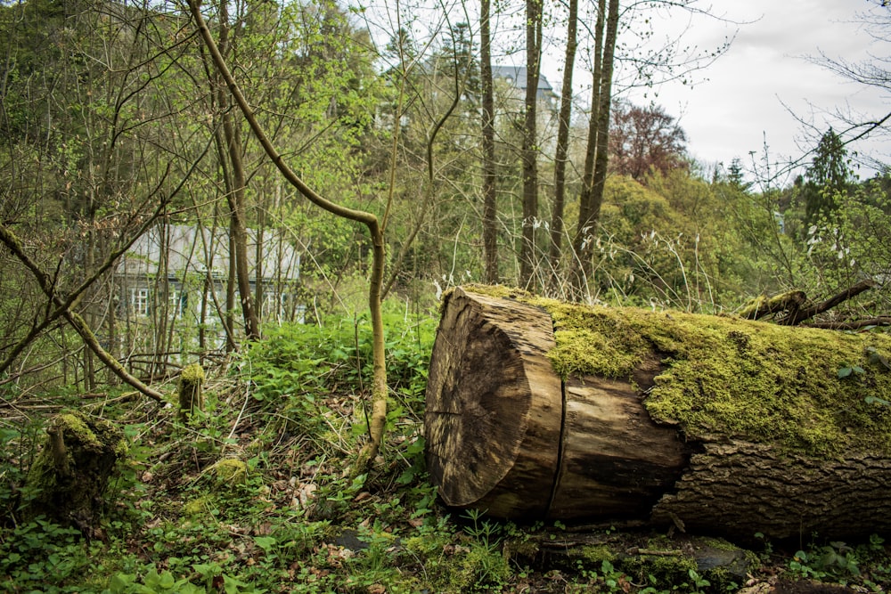 a fallen tree in a forest with moss growing on it