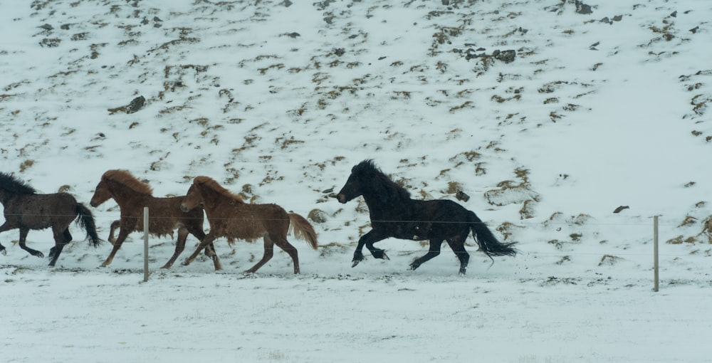 a herd of horses running across a snow covered field