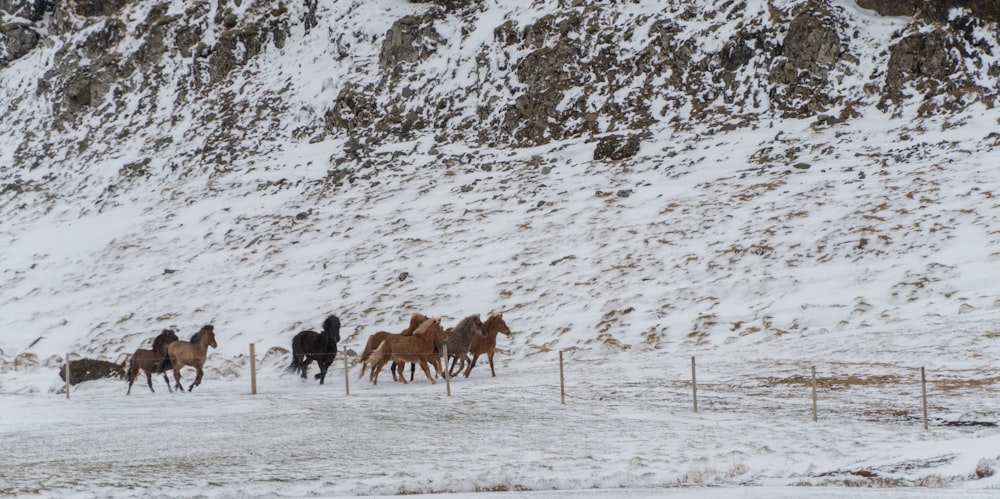 a group of horses running in the snow