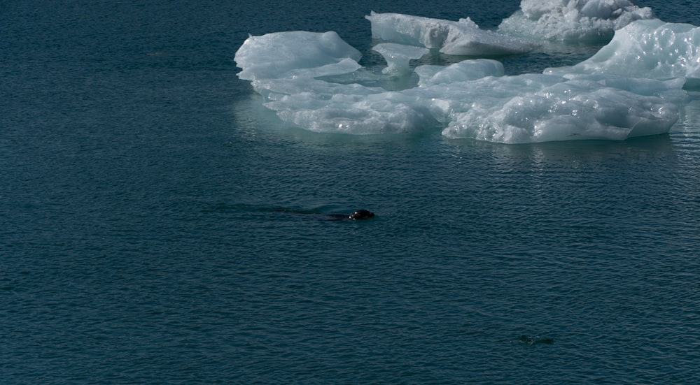 a person swimming in a body of water with icebergs in the background