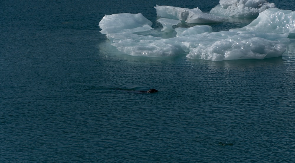 uma pessoa nadando em um corpo de água com icebergs ao fundo